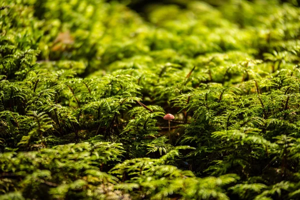 Tallskog mark täckt i Moss — Stockfoto