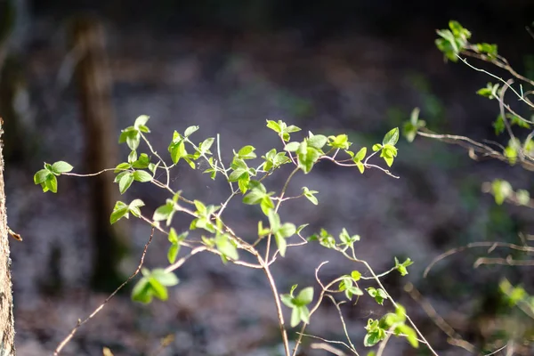 Молодые свежие зеленые листья березы весной — стоковое фото