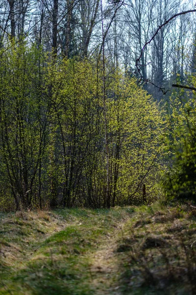Camino de polvo de grava vacío en el bosque con rayos de sol y sombras —  Fotos de Stock