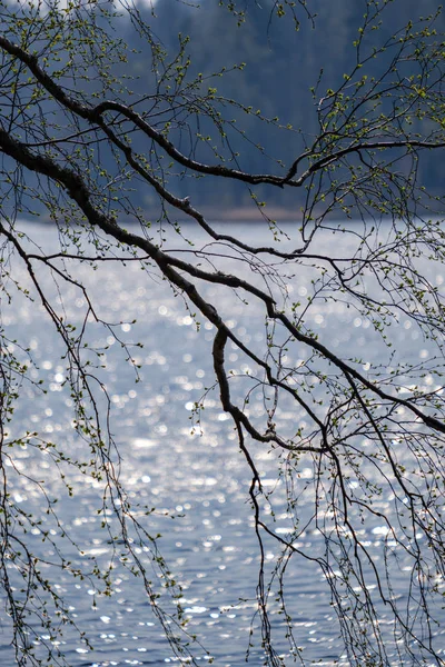 Spring tree branches with small fresh leaves over water body bac — Stock Photo, Image