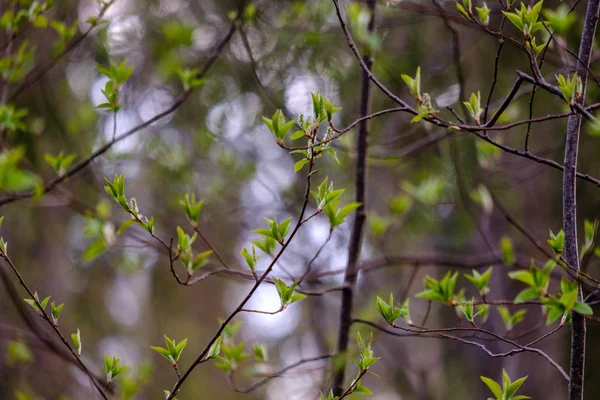 First fresh green leaves on trees in spring — Stock Photo, Image