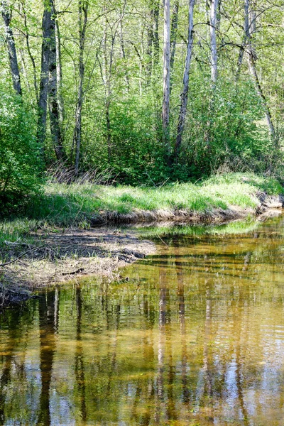 Lecho de río cubierto de roca en el bosque con bajo nivel de agua — Foto de Stock