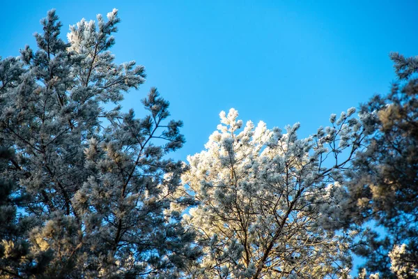 Bevroren boomtakken met vorst op blauwe hemel achtergrond — Stockfoto