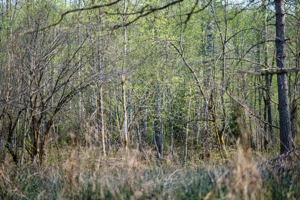 Свежие зеленые деревья весной — стоковое фото