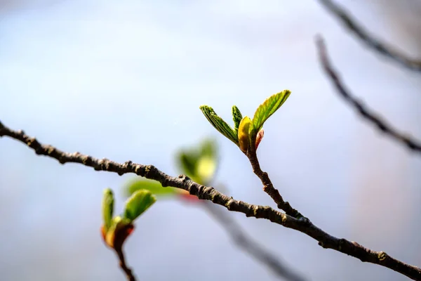 Spring Tree grenar med små färska blad över vatten kroppen BAC — Stockfoto