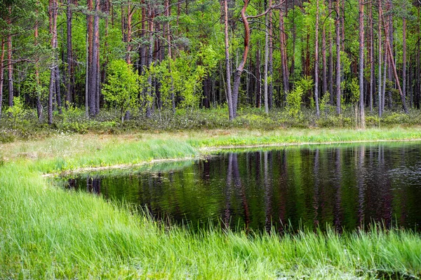 Bosque verde fresco alrededor del lago de campo con reflejos de árbol — Foto de Stock