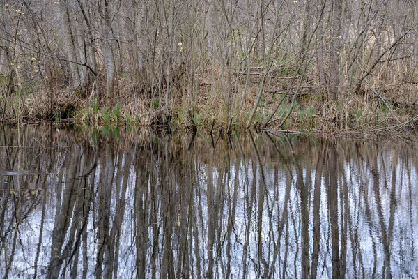 Forest lake surrounded by tree trunks and branches with no leave — Stock Photo, Image