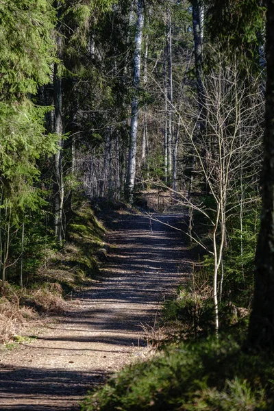 Young fresh spring green spruce tree forest in sunny day — Stock Photo, Image