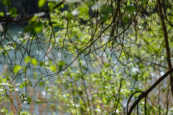 Молоді свіжі зелені листя берези навесні — стокове фото