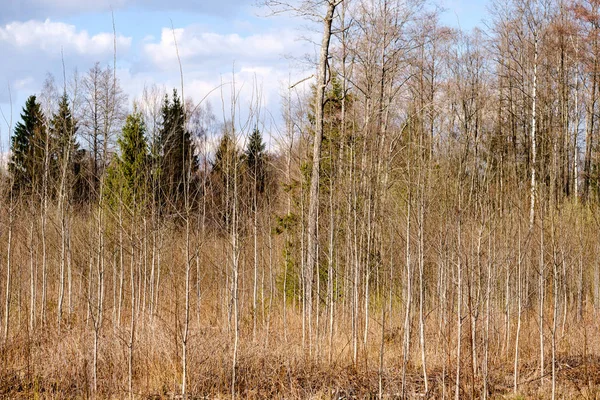 Ramas de árboles desnudos a principios de primavera sin hojas en el día gris —  Fotos de Stock