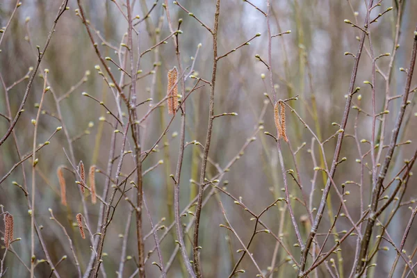 Nackte Äste im zeitigen Frühling ohne Blätter an grauen Tagen — Stockfoto