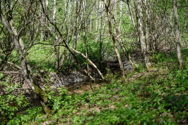 Skalisko pokryté říčním lůžkem v lese s nízkou hladinou vody — Stock fotografie