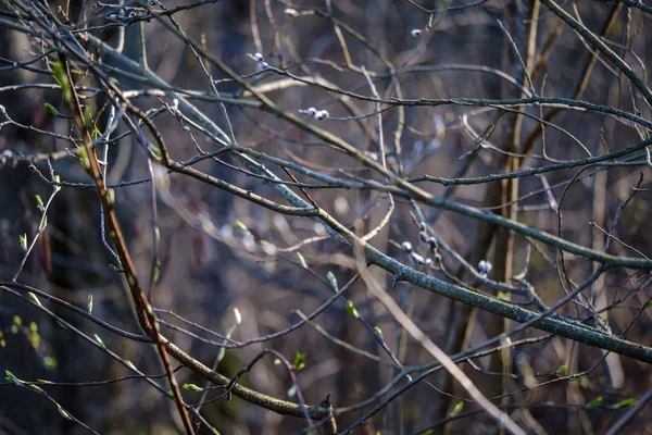 Troncos de árvores secas na primavera da floresta — Fotografia de Stock