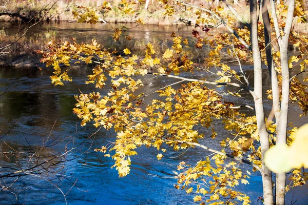 Outono folhas de árvore dourada coloridas na natureza no dia ensolarado — Fotografia de Stock