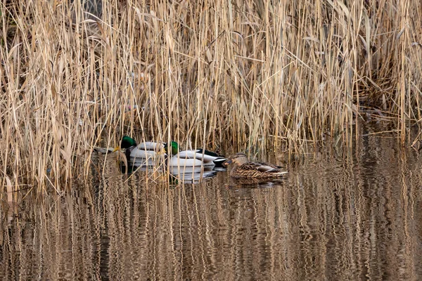 Bandada de aves que descansan cerca del agua — Foto de Stock
