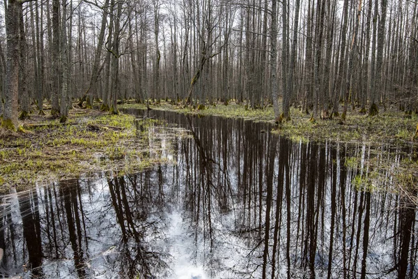 Bosque rural río a principios de primavera sin vegetación en el s —  Fotos de Stock