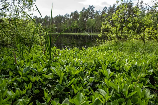 Fresh green forest around country lake with reflections of tree — Stock Photo, Image