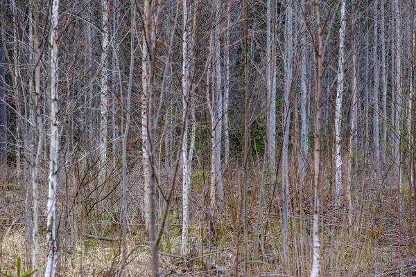 灰色の日に葉のない早春の裸の木の枝 — ストック写真