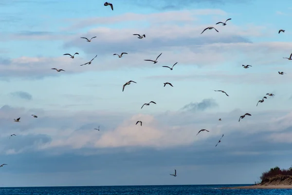 Bandada de aves que descansan cerca del agua — Foto de Stock