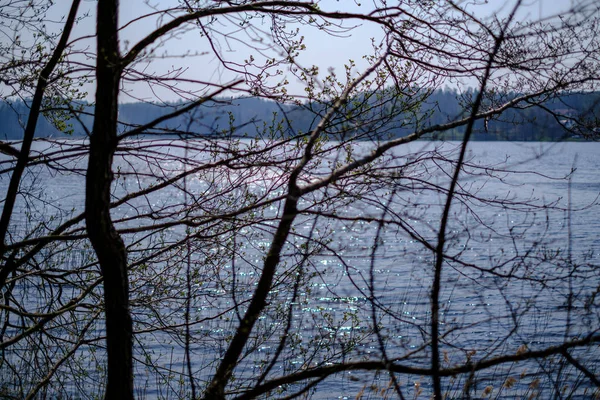 Spring tree branches with small fresh leaves over water body bac — Stock Photo, Image