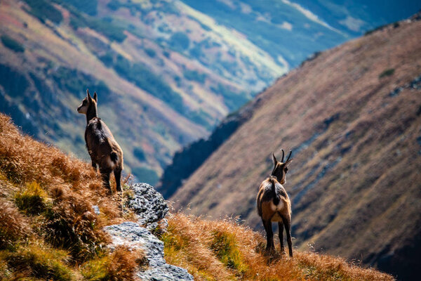 wild goats resting and feeding in mountain pastures