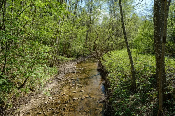 Lecho de río cubierto de roca en el bosque con bajo nivel de agua —  Fotos de Stock