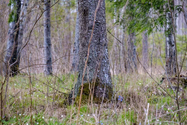 Naakte boomtakken in het vroege voorjaar met geen bladeren op grijze dag — Stockfoto