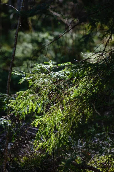 Joven primavera verde abeto verde bosque en día soleado — Foto de Stock