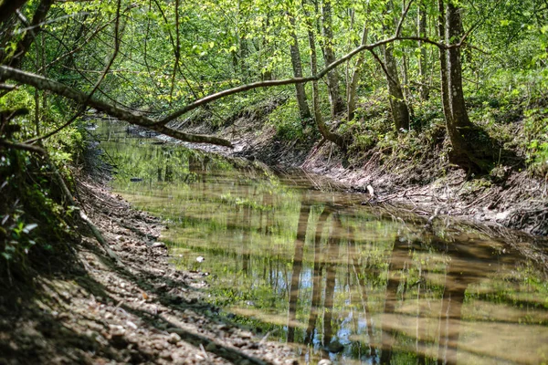Покрытое камнями русло реки в лесу с низким уровнем воды — стоковое фото