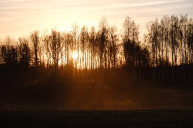 arkasında güneş ile gün batımında açık alanda büyük meşe ağacı