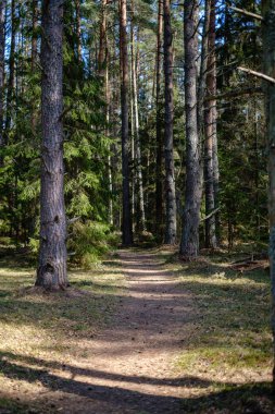 güneş ışınları ve gölgeler ile ormanda boş çakıl toz yolu