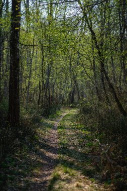 güneş ışınları ve gölgeler ile ormanda boş çakıl toz yolu