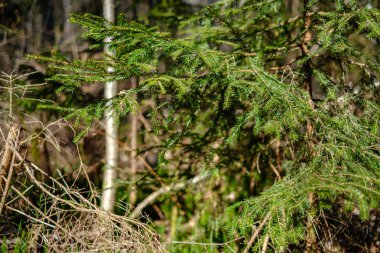 Taze bahar yeşili ladin ağacı ormanı güneşli bir günde