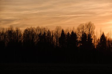 arkasında güneş ile gün batımında açık alanda büyük meşe ağacı