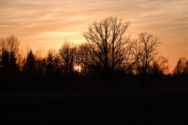 arkasında güneş ile gün batımında açık alanda büyük meşe ağacı