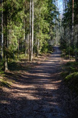 Taze bahar yeşili ladin ağacı ormanı güneşli bir günde
