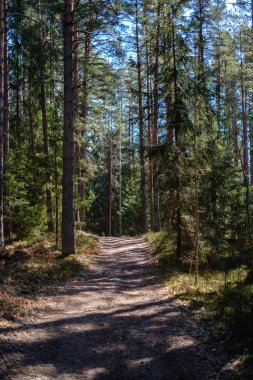 güneş ışınları ve gölgeler ile ormanda boş çakıl toz yolu