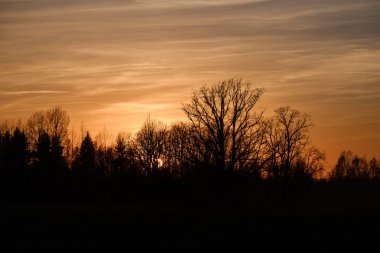 arkasında güneş ile gün batımında açık alanda büyük meşe ağacı