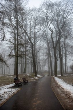 parkta sisli bir günde çıplak ağaç gövdeleri