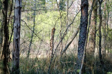 ilkbaharda taze yeşil orman ağaçları