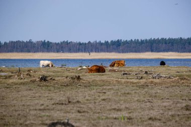 Baharda çıplak çayırlarda yabani inekler