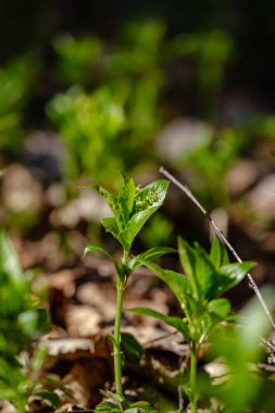 ilkbaharda ilk taze yeşil çim filizi
