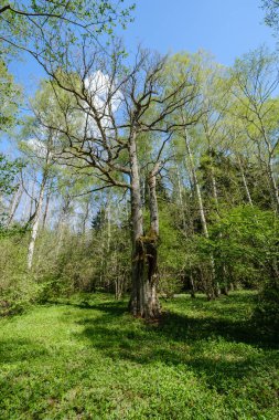 bahar yeşil ormanda büyük meşe ağacı