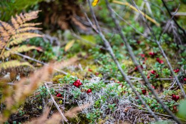 ormanda yosun büyüyen kırmızı lingonberry kızılcık 