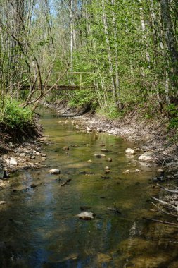 düşük su seviyesi ile ormanda kaya kaplı nehir yatağı