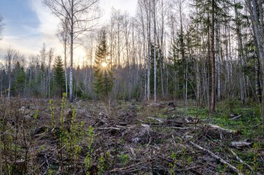 huş ağacı ve aspen ağacı ilk baharda ilk yaprakları yumurtadan ile büyümek