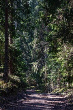 Taze bahar yeşili ladin ağacı ormanı güneşli bir günde