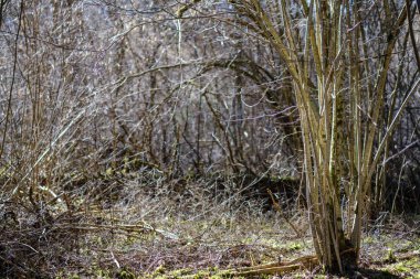 orman bahar kuru ağaç gövdeleri