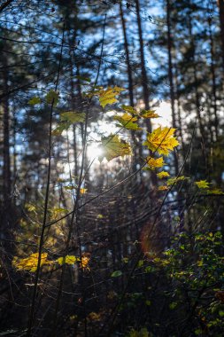 bulanıklık arka plan ve ağaç dalı ile sonbahar altın renkli yaprakları