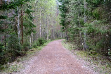 güneş ışınları ve gölgeler ile ormanda boş çakıl toz yolu
